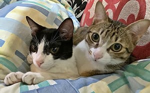 新生兒數10年腰斬 毛孩成長逾100% 貓升狗降成趨勢 學者：社福政策應跟上 