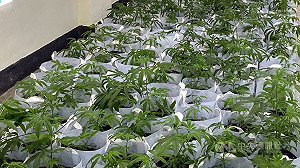 二手車行種植大麻　新北警利用大數據查獲逮4嫌