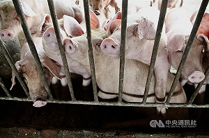 台灣申請非洲豬瘟非疫區　WOAH收件後審查兩週內回應