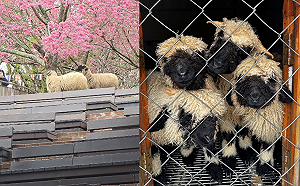 (影)最萌現行犯！清境農場羊咩咩狂嗑櫻花瓣 可愛模樣融化全網