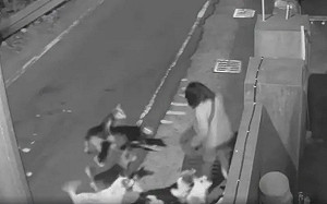 彰化和美「狗群大軍」追咬多人！動防所今抓捕開罰飼主