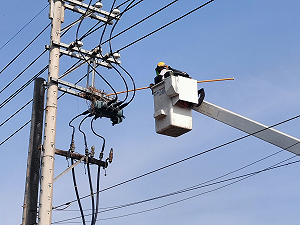 防鳥獸停電 台電啟動「驚蟄穩供」專案 動員逾4000人超前部署
