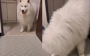 (影)薩摩耶特異體質？WBC神預言全網膜拜  最新開示「集體沉默了」