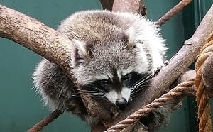 養寵注意！農業部修訂禁養動物共641種   5/1起浣熊、河口鱷不能養