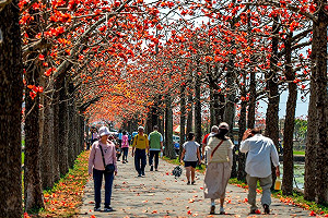 春天台南賞花去！國際蘭展倒數3/16 最佳賞花景點一次看