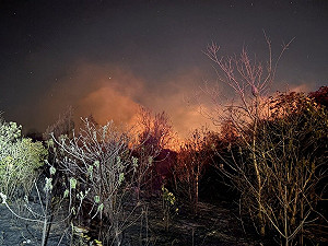 金門強風鎮海宮深夜雜草延燒3千坪　消防5小時撲滅