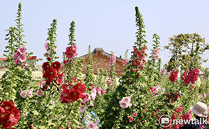 2.6公頃五彩花毯繽紛綻放  黃偉哲邀漫步學甲蜀葵花海