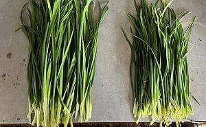 韭菜大把割！農改場成功利用「有益微生物」產量大增近兩成