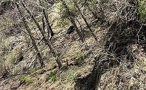 台灣黑熊現蹤新竹大鹿林道！雪管處提登山4要點防身