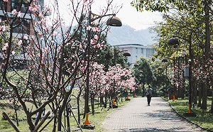 平地賞櫻好去處！北大櫻花祭3/21登場  小火車載遊櫻花海