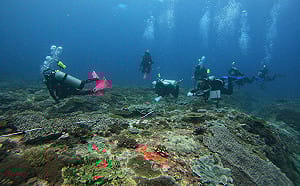 國家公園署致謝志工守護東沙環礁  兩年成功移除近6萬隻棘冠海星