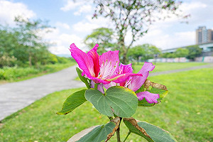 羊蹄甲盛開河濱公園！春遊賞花還能餵羊咩咩