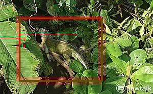 綠鬣蜥侵門踏戶暴增2.5倍  陳亭妃促中央成立應變小組鎖定熱點區域精準移除