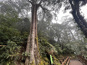 兒童節森林冒險啟程！14個森林遊樂區 12歲以下清明連假免費入園