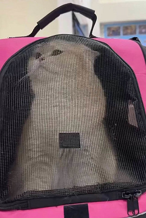 桃園男疑虐貓遭肉搜報警　動保處將依法裁處