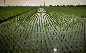 石門水庫水量將跌破5成！桃園農灌陷入危機？農業局回應了