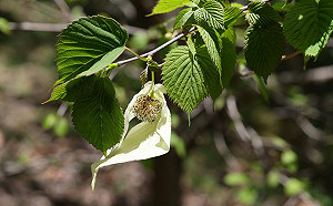  春遊碧綠溪賞花一整季！五月迎來「鴿子樹」 白鴿展翅飛舞成亮點