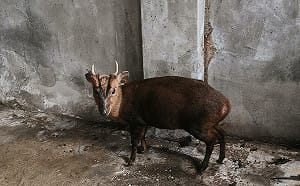 神明連賜三聖杯進廟庇護！落難山羌3月初野放  順利重返山林