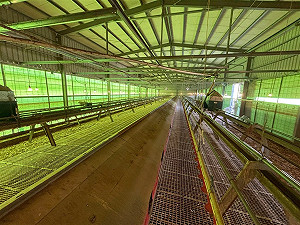 私埋禽流感死雞賣染疫蛋　台中豐康畜牧場4人遭訴