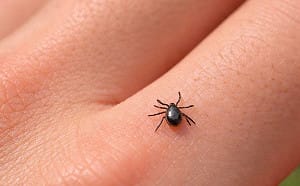 清明掃墓慎防恙蟲！重症致死率達6成  五大防護避叮咬