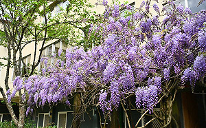 美如仙境！ 武陵農場紫藤花季開跑   一大片「紫色瀑布」超夢幻