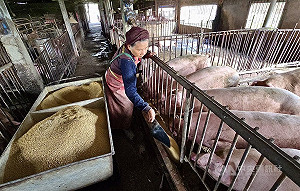 台灣重返非洲豬瘟非疫國　總統：持續強化防疫韌性