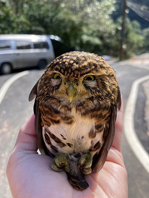 車頂驚見超萌「憤怒鳥」？原來是台灣最迷你貓頭鷹