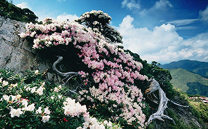 合歡山賞杜鵑全攻略！粉紅色彩點綴綠色山林  交管措施一次看