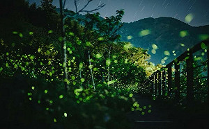 嘉義賞螢攻略一次看！「螢河鐵道」夢幻秘境宛如世外桃源