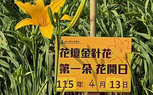 虎山巖金針花16朵首日齊綻！與白沙屯媽祖共譜「金黃序幕」