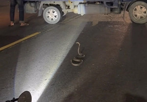 眼鏡蛇過馬路釀機車追撞2傷　高雄農業局到場捕捉