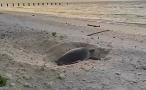 世界地球日視導太平島 管碧玲喜見海龜準備產卵