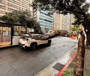 台北市基隆路路樹疑遭扯斷　擊中2車、無人受傷