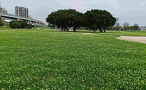 春日限定浪漫！新北大都會公園覆蓋「神祕白雪」 鄰近3公頃主題花海一次看