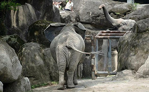 跨物種好麻吉！亞洲象、非洲象北市動物園首次同框  高舉象鼻社交行為超難得