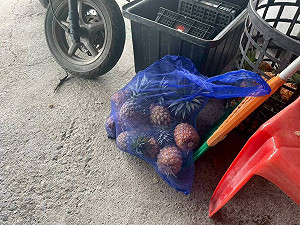 屏東鳳梨產季　警啟動專案護果首日查獲2竊嫌