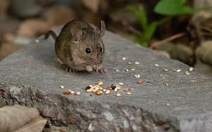 解決鼠患不需高科技  陳水扁用大掃除、清水溝及公園完成 