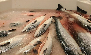 研究指挪威鮭魚養殖污染嚴重  等同全澳洲未處理廢水