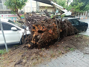台中二中前路樹倒塌壓2車　校方：公共意外險理賠