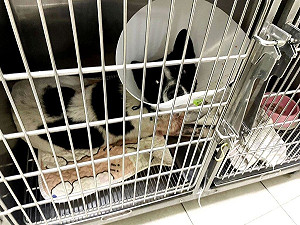 三義男子弓箭射犬釀1死1傷　受傷犬隻未脫離險境