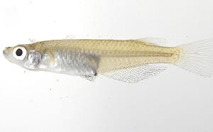解開百年分類謎團！台灣原生魚種「噶瑪蘭青鱂」從此正名