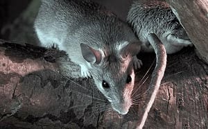 美國科羅拉多州確認漢他病毒死亡病例　病毒株與「洪迪亞斯號」不同