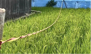2名老翁因反光條起衝突　彰化田間鬥毆3人送醫