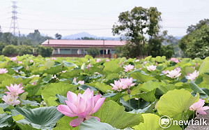 2026白河蓮花季開跑  黃偉哲邀賞白河「夏日花海盛宴」