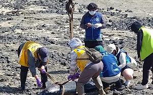 昨才重返大海！澎湖青螺濕地驚見「3死亡海豚」疑為沙港迷航個體