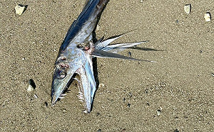 散步驚見「水怪」沖上岸！推特瘋傳靜岡怪魚照 滿嘴獠牙嚇壞網友