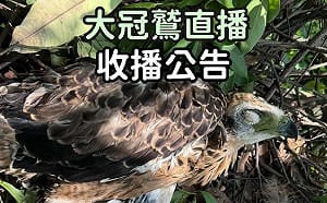 「鷲星」RIP！大冠鷲育雛直播停播   幼鳥多處器官出血  疑似老鼠藥中毒