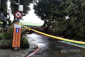北市水源路樹木傾倒壓壞汽車　現場警戒無人受傷