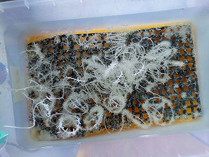 桃檢破製毒工廠　查扣毒品可製2.5萬顆喪屍煙彈