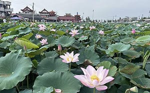 懶人包》賞蓮、看龍舟、逛市集！台南端午連假8大活動、優惠一覽